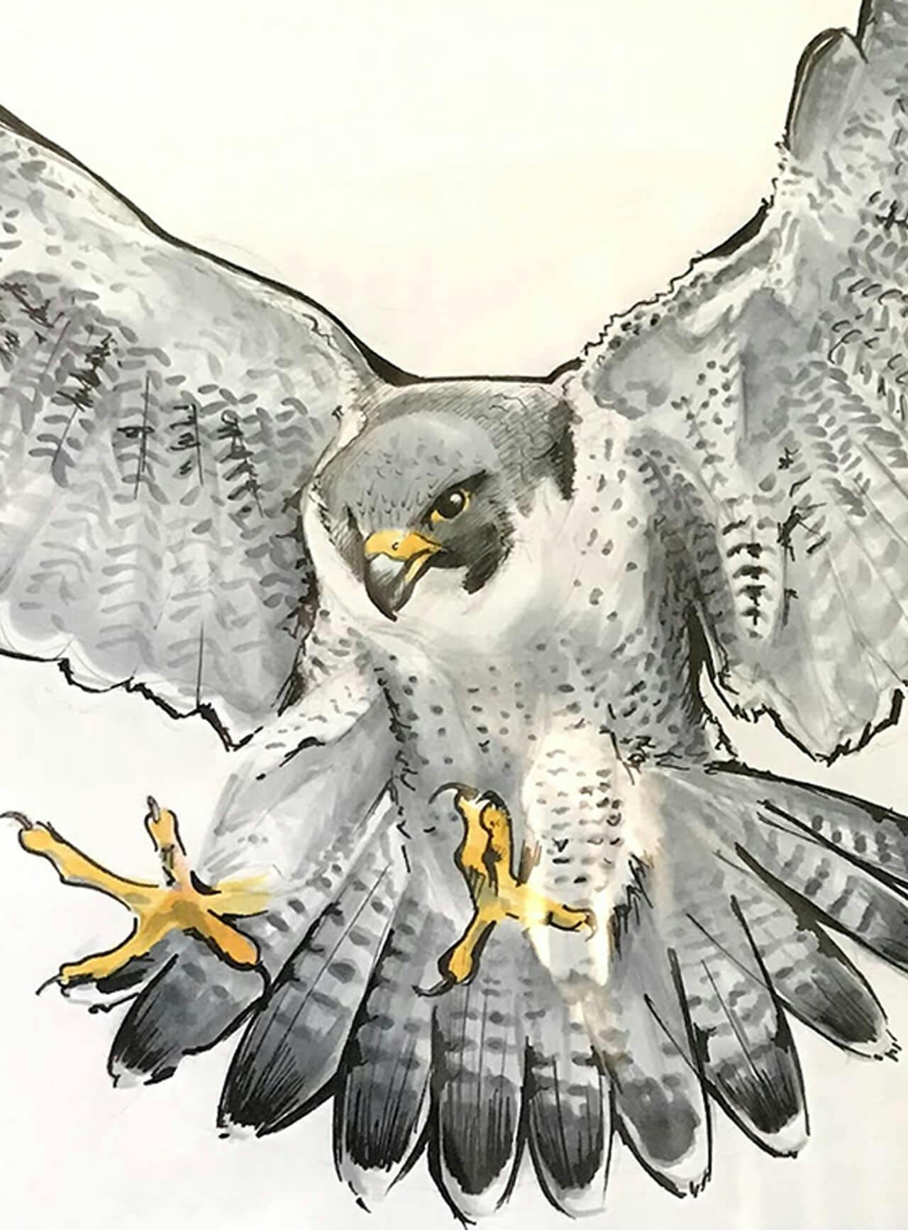 Ilustration of a Falcon with its talons up and wings spread